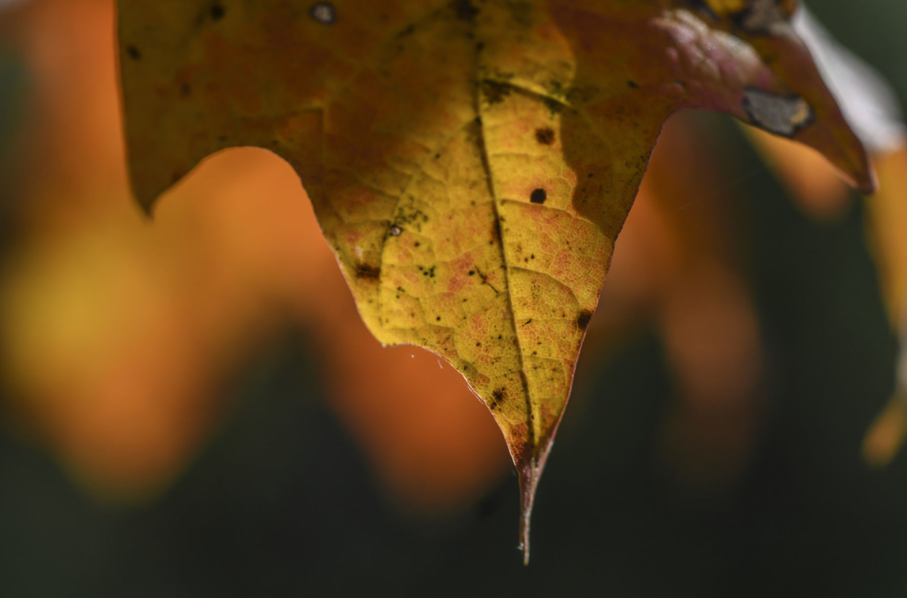 2017: Fall colors in Decatur